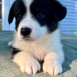 Annie Oakley - Black and white female Cardigan Welsh Corgi puppy in Lebanon, Pennsylvania from Long Acre Farm