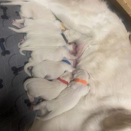 Golden Retriever Puppies from Sugar Maple Golden Retrievers