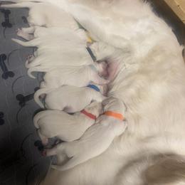Golden Retriever Puppies from Sugar Maple Golden Retrievers