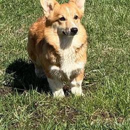 Jodi - Sable female Pembroke Welsh Corgi puppy in Marshall, Missouri from The King’s Corgis