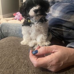 Havanese Puppies from Estelle's Havanese