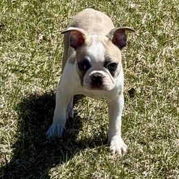 Bubba - Seal and white Boston Terrier puppy in Roosevelt, Minnesota from Lake Of The Woods Boston Terriers