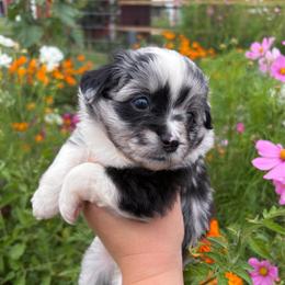 Firefly - Blue merle female Toy Australian Shepherd puppy in Quincy, Michigan from Ivy Meadows and Friends