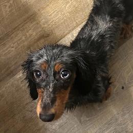 Bella - Dapple female Dachshund puppy in Martinsville, Virginia from Martin’s Doxies