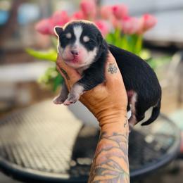 Solo - Black and white male Pomsky puppy in Yavapai County, Arizona from Pawsh Pomskies