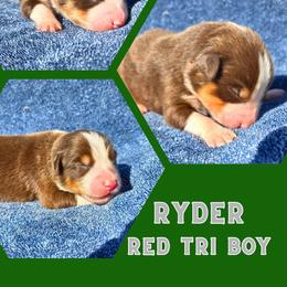 Ryder - Red tri-color male Australian Shepherd puppy in Abilene, Texas from S&K Aussies N' Rotties