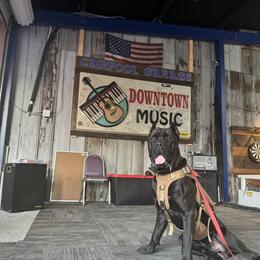 Cane Corso from Rocky Titan Kennels