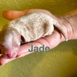 Jade - Apricot female Poodle puppy in Ardmore, Oklahoma from Green Acres