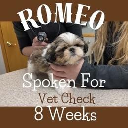 Romeo - Gold and white male Shih Tzu puppy in Hayden, Idaho from Phoenix Shih Tzu