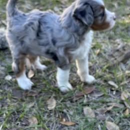 Bernedoodle Puppies from Sixlittles and Bernedoodles
