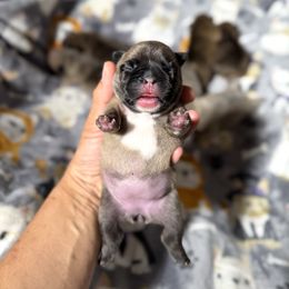 Female 3 - Fawn female French Bulldog puppy in Keeseville, New York from Big Sky Frenchies