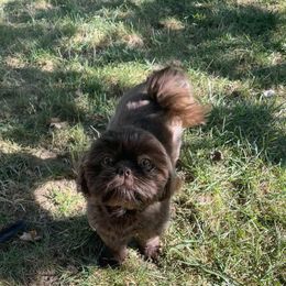 Evie - Shih Tzu