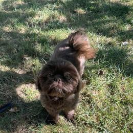 Evie - Shih Tzu