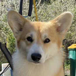 Neil - Pembroke Welsh Corgi