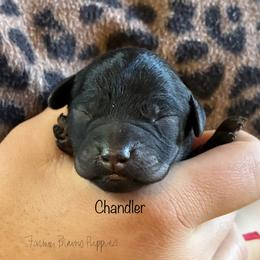 Chandler - Black male Poodle puppy in Sedalia, Missouri from Farmer Brown's Puppies
