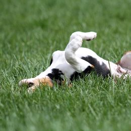 Rat Terrier Puppies from River Ridge Rat Terriers