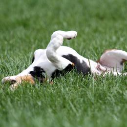 Rat Terrier Puppies from River Ridge Rat Terriers