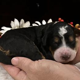 Boy 1 - male Aussiedoodle puppy in Orange Cove, California from Sand Creek Ranch Aussiedoodles