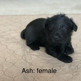 Girl 4 - Scottish Terrier puppy in Raymore, Missouri from Heart of America Scotties