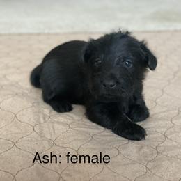 Girl 4 - Scottish Terrier puppy in Raymore, Missouri from Heart of America Scotties