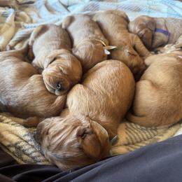 Boy 1 - Dark golden male Golden Retriever puppy in Post Falls, Idaho from Mountain View Goldens