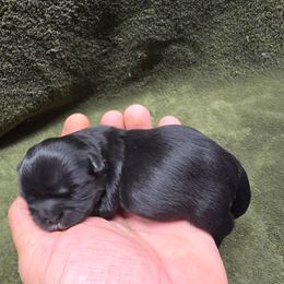 Girl 2 - Black female Shih Tzu puppy in Mountain Grove, Missouri from Precious Puppies