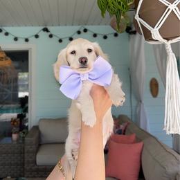 Clover - Cream female Dachshund puppy in Summerfield, Florida from Dachshundly Perfect