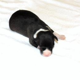 Yasmin's Female 2 - Black female Italian Greyhound puppy in Sparta Tn And Caryville Fl, Tennessee from Summerwind Kennel