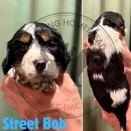 Street Bob - Black white and tan male English Springer Spaniel puppy in Fond Du Lac, Wisconsin from Clucking Homestead Springers & Dachshunds