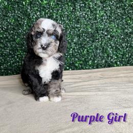 Purple girl - Blue merle female Bernedoodle puppy in Modesto, California from Two Doods Doodles