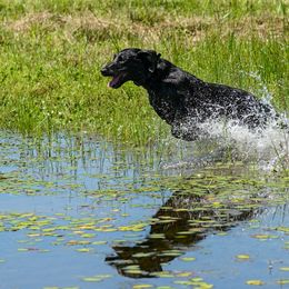 Golden Retriever and Labrador Retriever All Grown Up from Steve Lambert's Labrador Retrievers and Golden Retrievers