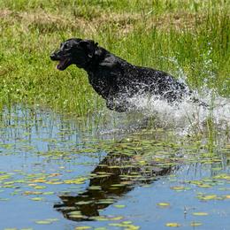 Golden Retriever and Labrador Retriever All Grown Up from Steve Lambert's Labrador Retrievers and Golden Retrievers