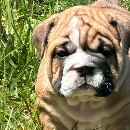 Female 1 - Bulldog puppy in Lakeland, Florida from Love That Bulldog Hicks Family Division