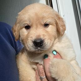 BRONSON - Gray - Golden male Golden Retriever puppy in Lucasville, Ohio from Halo Kennels