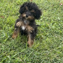 Priscilla - Phantom female Poodle puppy in Lawrenceburg, Tennessee from LUV Poodles and Maltipoos