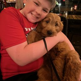Bernedoodle and Goldendoodle All Grown Up from Kimberlee’s Kennels