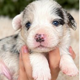 Dusty - Blue merle and white male Cardigan Welsh Corgi puppy in Kerens, West Virginia from Leather & Lace