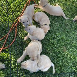 Labrador Retriever Puppies from Daisy Hill Farm