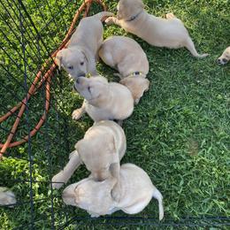 Labrador Retriever Puppies from Daisy Hill Farm
