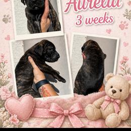 Girl 1 - female Great Dane puppy in Naples, Florida from Above The Salt Danes