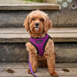 Honey 🍯 - Cavapoo