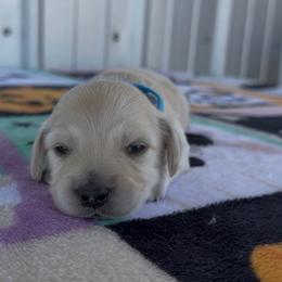 Blue - Cream male Dachshund puppy in Poteau, Oklahoma from Sisters Dazzling Dachshunds