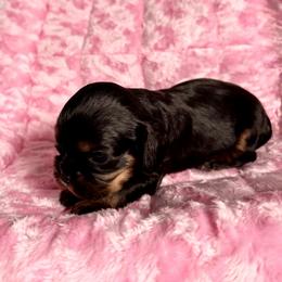AKC Champion-Sired Tina - Black and tan female Cavalier King Charles Spaniel puppy in Louisville, Kentucky from Ali-Mae Cavalier King Charles Spaniels