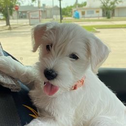 Asta - Miniature Schnauzer