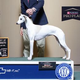 Prim - Whippet