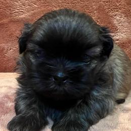 Sylvester - Liver male Shih Tzu puppy in Easley, South Carolina from Full of Shih Tzus