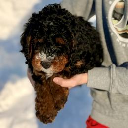 Mo - Tri-color male Bernedoodle puppy in Anchorage, Alaska from Cascade Country Doodles