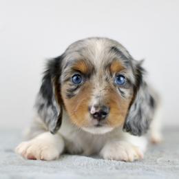 Kylo - Dapple male Dachshund puppy in Alto, Texas from Prima Dachshunds