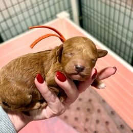 Orange - Red and white male Cockapoo puppy in Denver, Pennsylvania from Greenview Puppies
