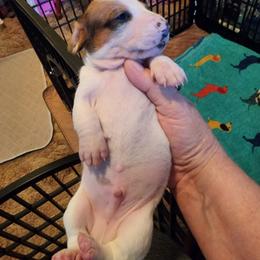 Dachshund Puppies from Cains River Valley Dachshunds